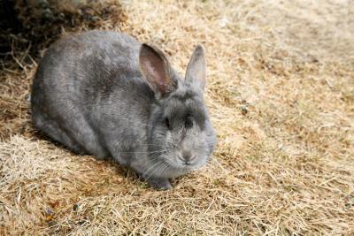 Quali sono le razze di coniglio più comuni?