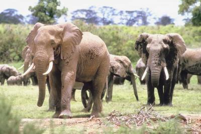 Le abitudini di migrazione di elefanti africani