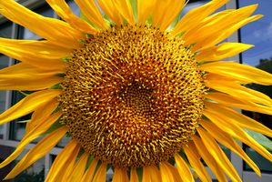 Come inviare Sunflowers online